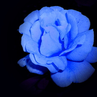 Moonlight Blue Rose