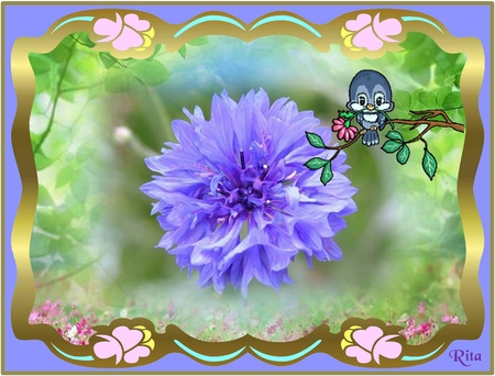 CORNFLOWER WITH HAPPY BIRD - cornflower, purple, happy bird, framed