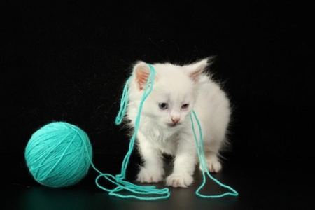 Kitten playing with Hatsune Mikus thread ;) - for Electra (chococat) - happy birthday, kitten, turquoise, thread, playing