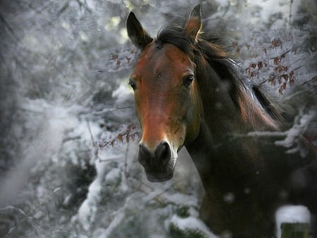 horse - winter, nature, horse, beautiful