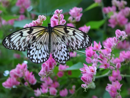 Paper Kite Butterfly on a Coral Plant - butterfly, white, flower, pink