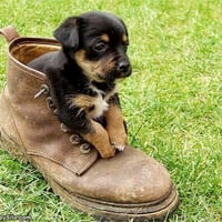 BOOT PUPPY