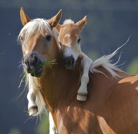 Mommy and Me - mare, baby horse, love, foal