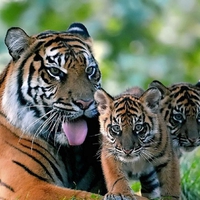 Sumatran tiger and her little ones.