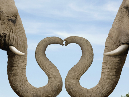 Elephants love - animal, love, elephant, heart