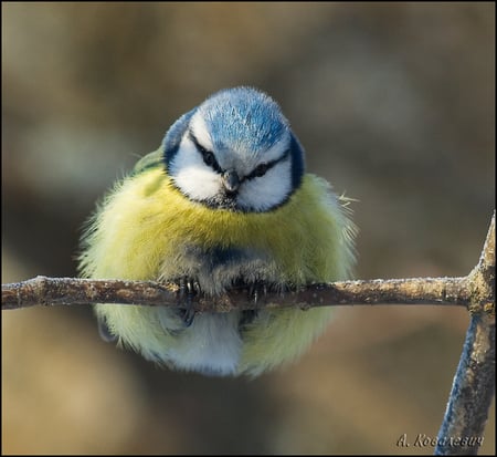 Puffed Up - feathers, branch, puffed up, chill, cute, weather, bird