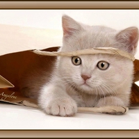 áƒ¦Peek A Booáƒ¦