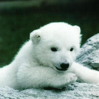 Polar Bear cub for you, sweet Lucia (Luciah) :)