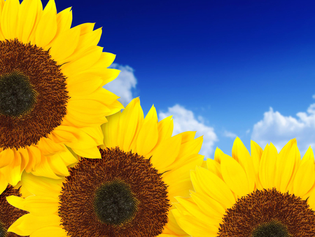 Sunflowers - sky, sunflowers, yellow, blue, flowers