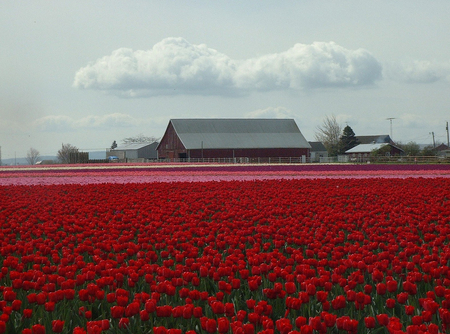 Tulip Fields - fields, red, beautiful, clouds, tulip, house