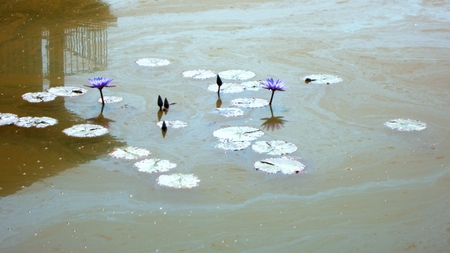 Lotus - lotus, reflection, lotus leaves, pond