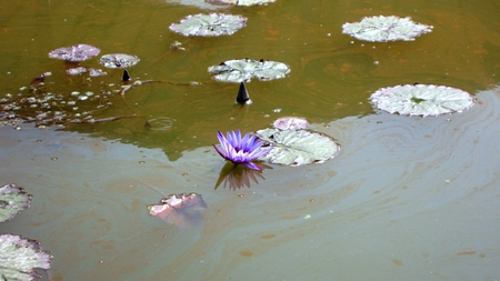 Lotus - lotus leaves, lotus, pond, reflection