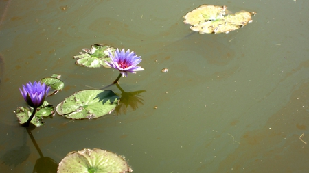 Lotus - purple, lotus leaves, lotus, pretty, pond