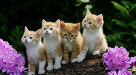 Is there a more beautiful than we have? - four, flowers, cats, beautiful