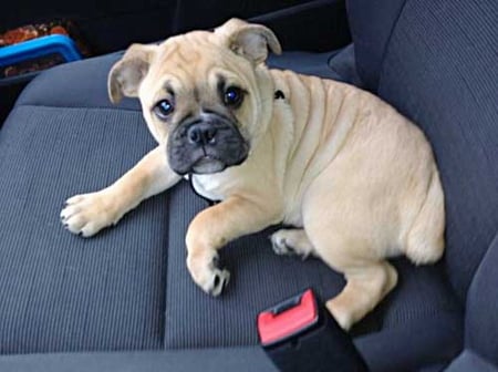 CAN WE GO NOW - go, puppy, seat, car