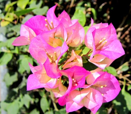 Bougainvillea - flowers, bright, pink, pretty