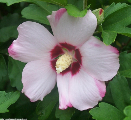 White and Red rose of Sharon - white, red, green leaves, rose