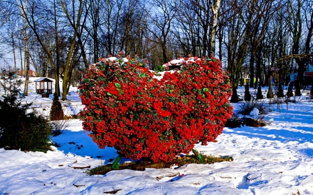 HUGE LOVE - roses, winter, heart, nature, huge, valentine, love