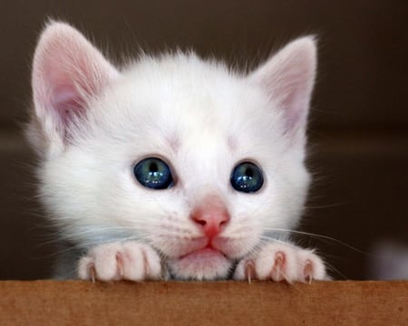 cute kitten - white, nature, blue eyes, pet, cute, kitten