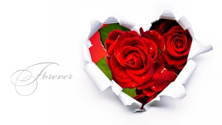 Forever... - roses, pretty, heart, romantic, fashion, red roses, romance, entertainment, happy, flowers, nice, drop, heart shape, blooms, for you, red rose, valentines day, together, beauty, love, still life, wonderful, white, nature, precious, red, shape, forever, beautiful, photography, drops, lovely, with love, sweet, rose