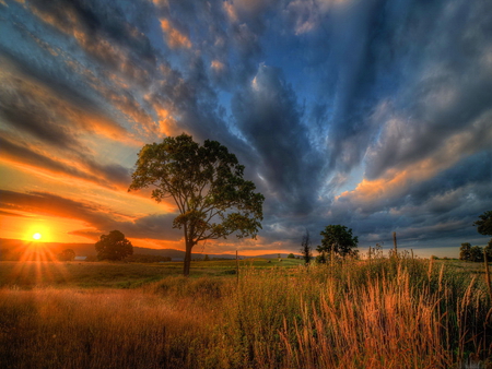 Velvet sky - clouds, sunlight, lonely, beautiful, velvet, sunshine, tree, field, sun, sky