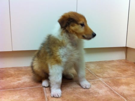 Theodore - collie puppy, quartett, shark