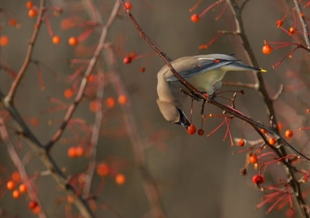 Winter Fuel for Survival - branches, feeding, orange, food, tree, berries, bird