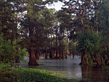 Plenty to Drink - trees, water, green, leaves, swamp, stunning