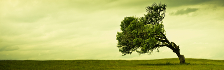 awesome tree - dual monitor, grass, tree, sky