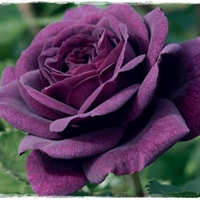 	â™¥ Purple Rose â™¥   For Dreamer-girl