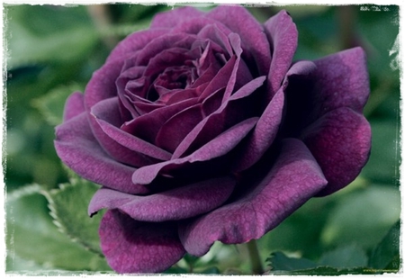 	â™¥ Purple Rose â™¥   For Dreamer-girl - beauty, purple, rose, flower