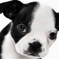 BOSTON TERRIER