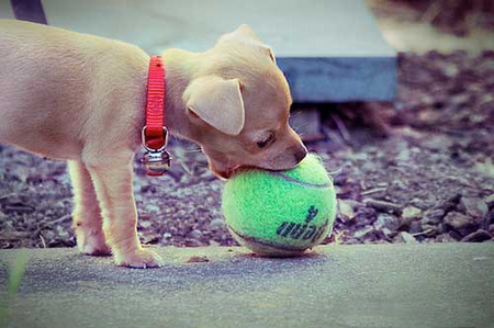 I THINK I CAN - tiny, cute, pup, ball