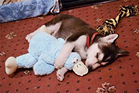 MY PLATYPUS - asleep, toy, platypus, puppy