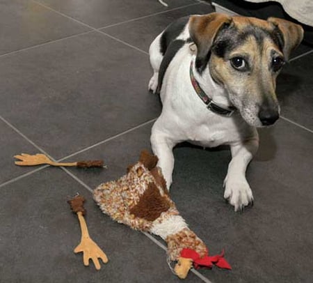 IT WAS'NT ME - broken, dog, pup, toy