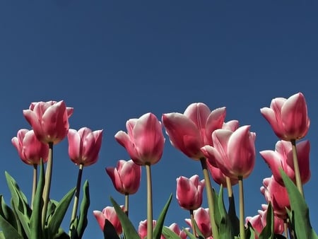 Pink Tulips - sky, flower, tulips, stem