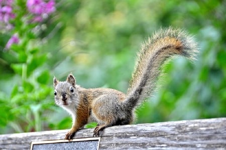 Oh! No! There Coming - fur, flower, limb, squirrel