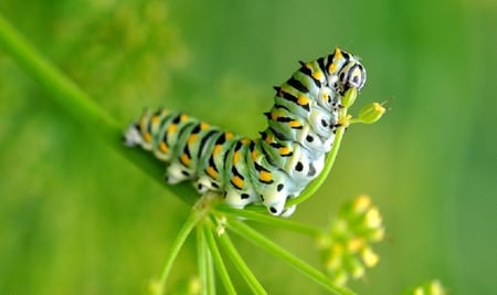 Caterpillar - legs, caterpillar, stem, colorful