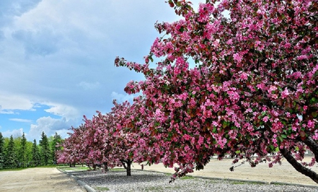 Flower Blossoming Trees - flowers, sky, blossoms, trees