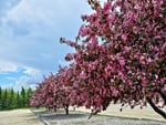 Flower Blossoming Trees