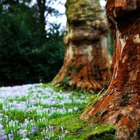 Park Trees