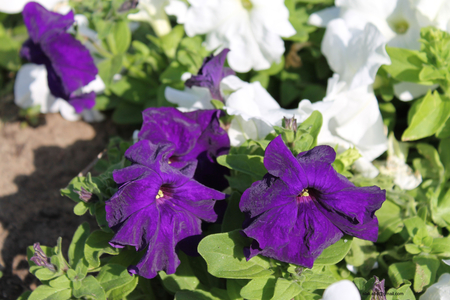 sleepy Purple - flower, purple, abu dhabi, sleepy