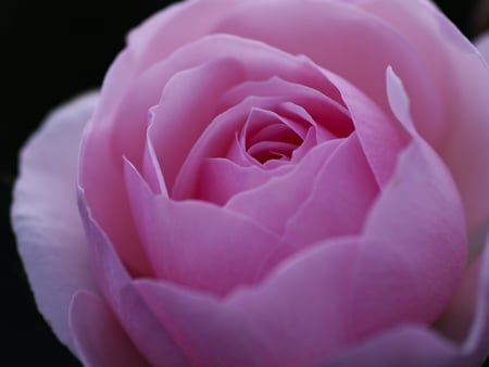 Pink Rose Bloom - macro, pink, bloom, petals, lovely, rose