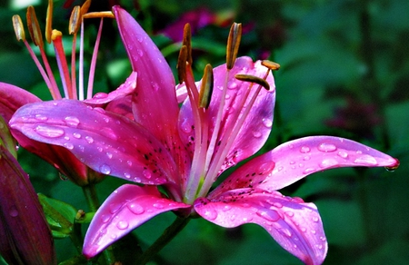 A Pink Lily  - flowers, beauty, nature, lilys