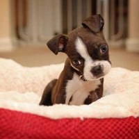 CUTE BOSTON TERRIER