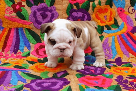 COLOURFUL BOXER - boxer, colours, cute, rug