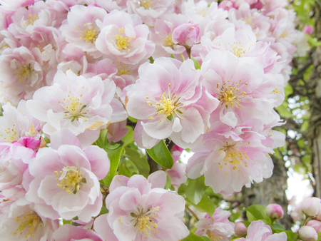 Pink blossom - white, flower, pink, spring, blossom, nature, green