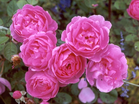 Pink roses for lovely friend Rosa (rosarina) - blossom, flori, trandafir, flower, pink, nature, rose, roz, buchet