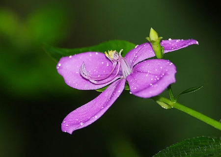 Flower - flower, purple, pink, violet, nature, green