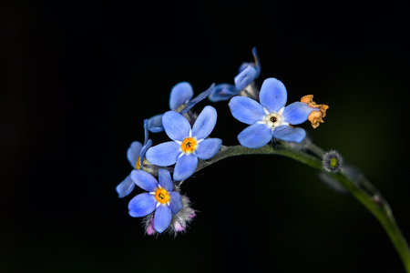 Background - beauty, nature, background, blue, flowers, forget me not